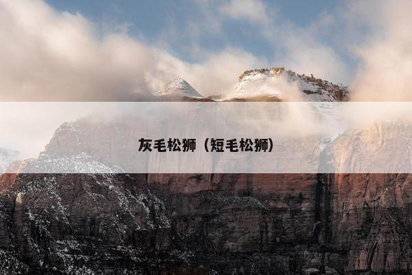 灰毛松狮(短毛松狮)