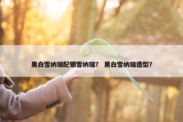 黑白雪纳瑞配银雪纳瑞？ 黑白雪纳瑞造型？