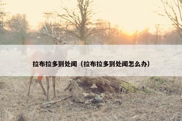 拉布拉多到处闻（拉布拉多到处闻怎么办）