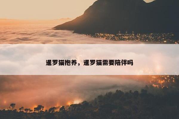 暹罗猫抱养，暹罗猫需要陪伴吗