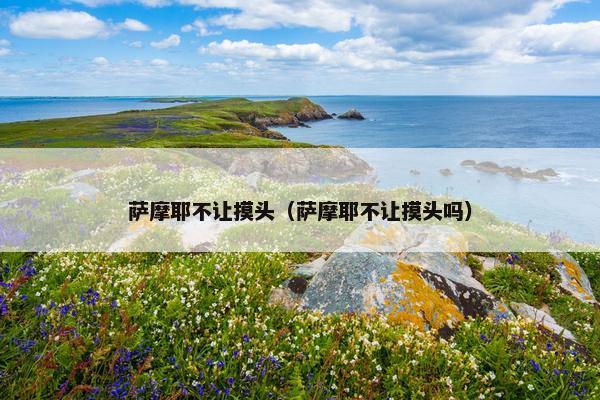 萨摩耶不让摸头（萨摩耶不让摸头吗）