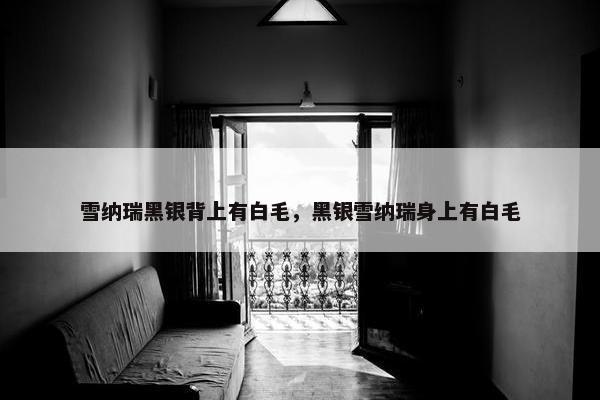 雪纳瑞黑银背上有白毛，黑银雪纳瑞身上有白毛