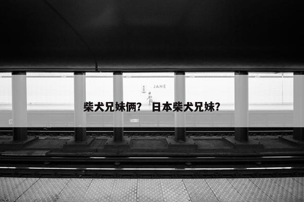 柴犬兄妹俩？ 日本柴犬兄妹？