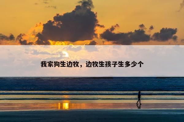 我家狗生边牧,边牧生孩子生多少个