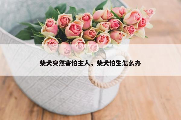 柴犬突然害怕主人，柴犬怕生怎么办