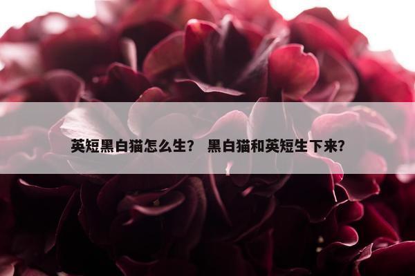 英短黑白猫怎么生？ 黑白猫和英短生下来？