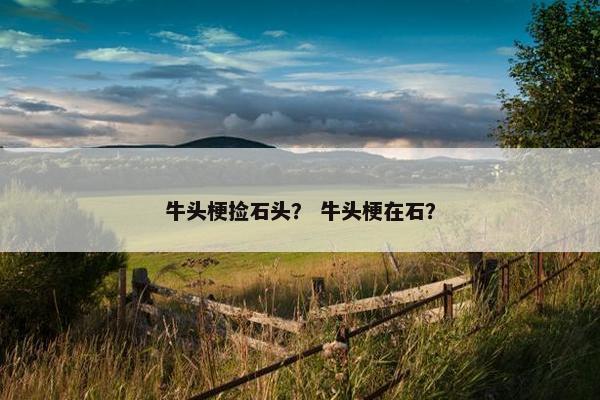 牛头梗捡石头？ 牛头梗在石？