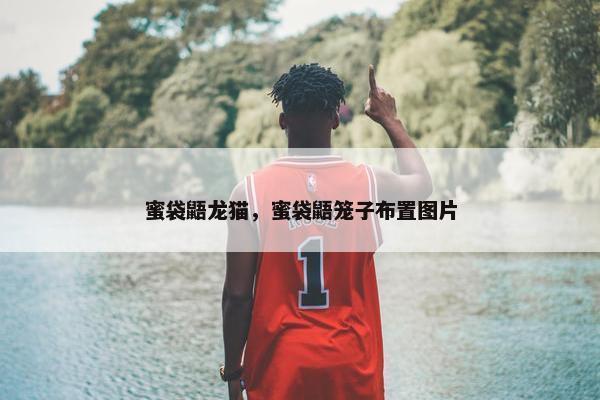 蜜袋鼯龙猫,蜜袋鼯笼子布置图片