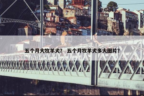 五个月大牧羊犬？ 五个月牧羊犬多大图片？