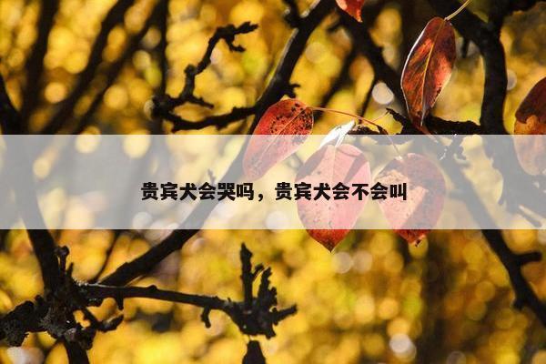贵宾犬会哭吗，贵宾犬会不会叫