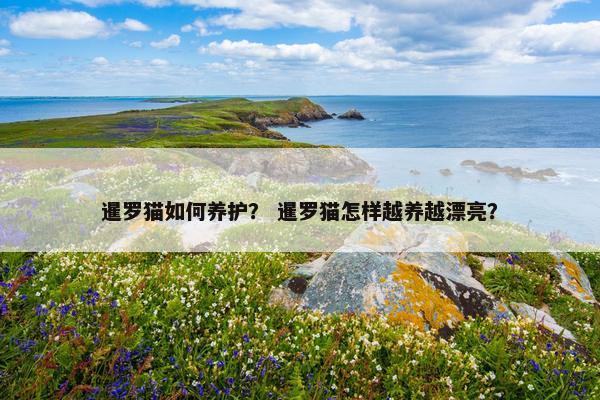 脚爪