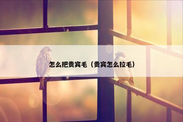 怎么把贵宾毛(贵宾怎么拉毛)