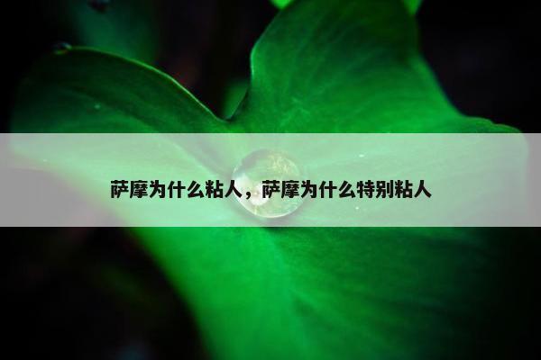 萨摩为什么粘人,萨摩为什么特别粘人