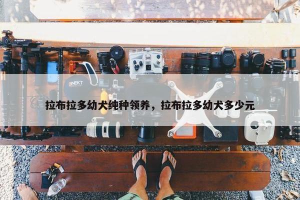 拉布拉多幼犬纯种领养，拉布拉多幼犬多少元