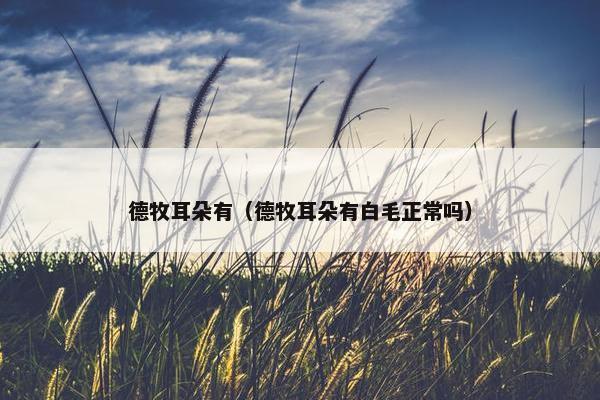德牧耳朵有（德牧耳朵有白毛正常吗）