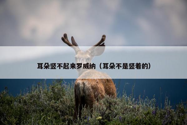 耳朵竖不起来罗威纳（耳朵不是竖着的）
