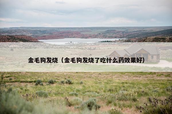 金毛狗发烧（金毛狗发烧了吃什么药效果好）