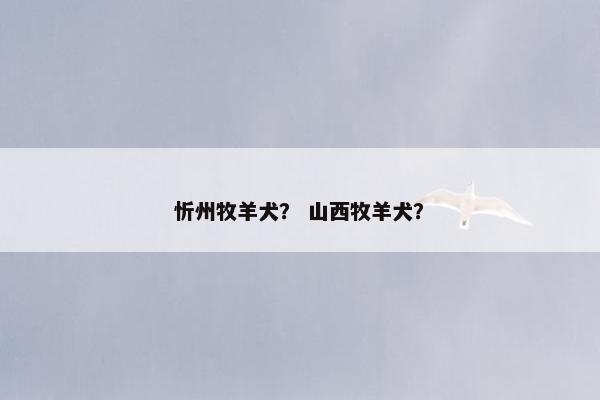 忻州牧羊犬? 山西牧羊犬?