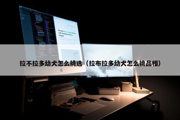 拉不拉多幼犬怎么挑选（拉布拉多幼犬怎么挑品相）