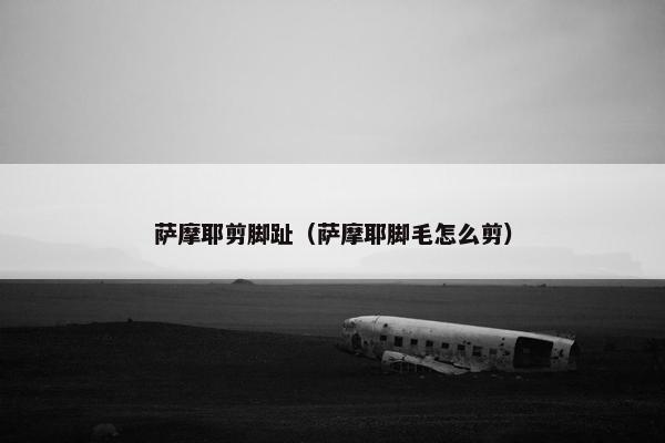 萨摩耶剪脚趾（萨摩耶脚毛怎么剪）