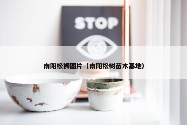 南阳松狮图片（南阳松树苗木基地）