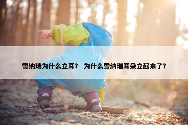 雪纳瑞为什么立耳？ 为什么雪纳瑞耳朵立起来了？