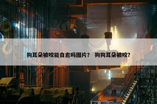 狗耳朵被咬能自愈吗图片？ 狗狗耳朵被咬？