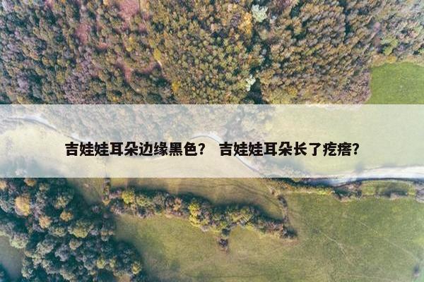 吉娃娃耳朵边缘黑色？ 吉娃娃耳朵长了疙瘩？