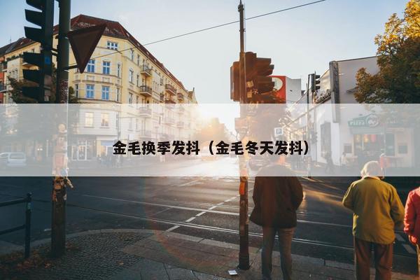 金毛换季发抖（金毛冬天发抖）