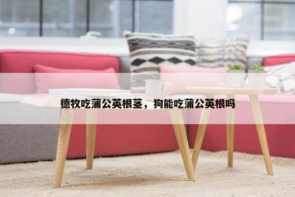 德牧吃蒲公英根茎，狗能吃蒲公英根吗