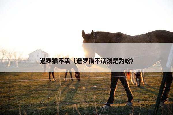 暹罗猫不活(暹罗猫不活泼是为啥)