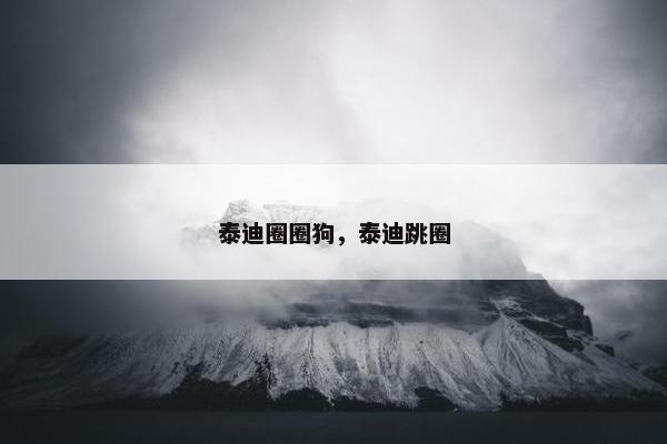 泰迪圈圈狗，泰迪跳圈