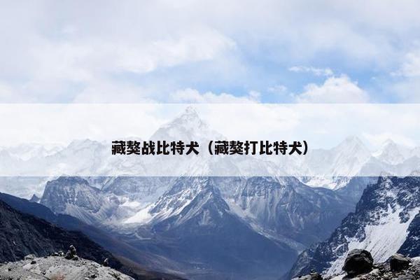 藏獒战比特犬（藏獒打比特犬）
