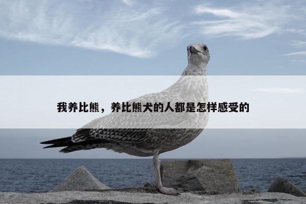 我养比熊，养比熊犬的人都是怎样感受的