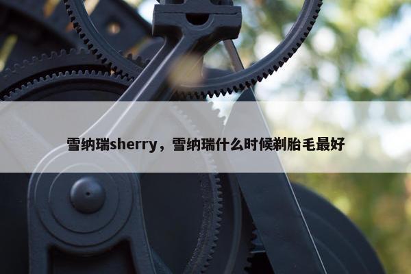 雪纳瑞sherry，雪纳瑞什么时候剃胎毛最好
