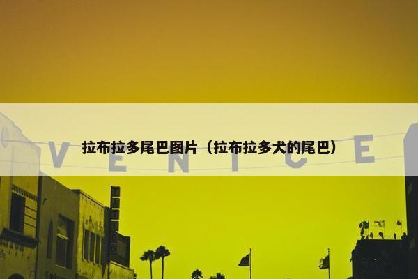 拉布拉多尾巴图片（拉布拉多犬的尾巴）
