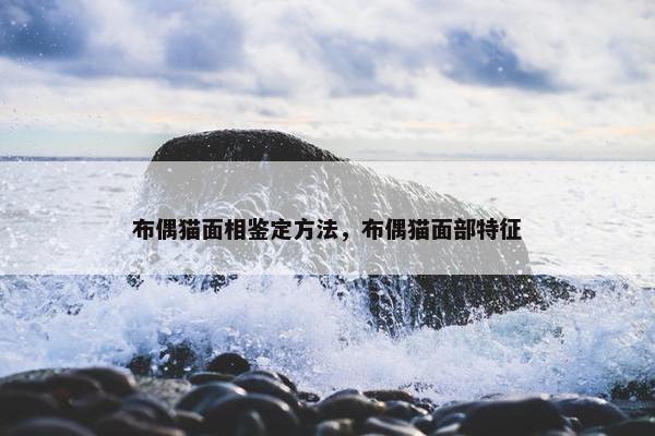 布偶猫面相鉴定方法，布偶猫面部特征