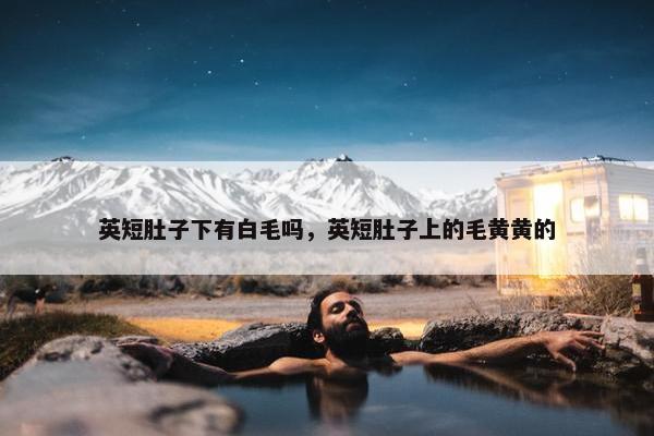英短肚子下有白毛吗，英短肚子上的毛黄黄的