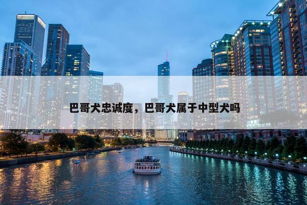 巴哥犬忠诚度,巴哥犬属于中型犬吗