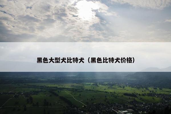 黑色大型犬比特犬（黑色比特犬价格）