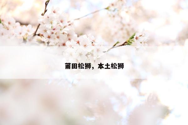 莆田松狮,本土松狮