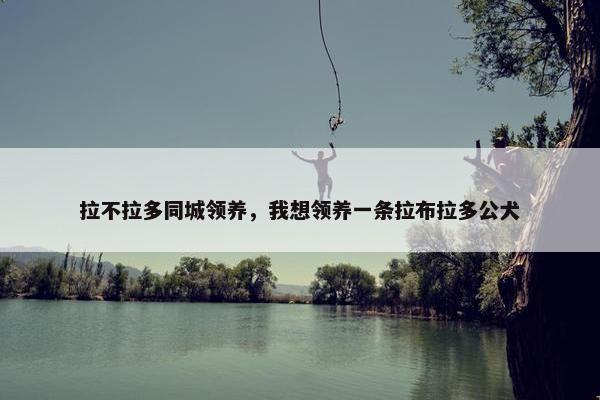 拉不拉多同城领养，我想领养一条拉布拉多公犬