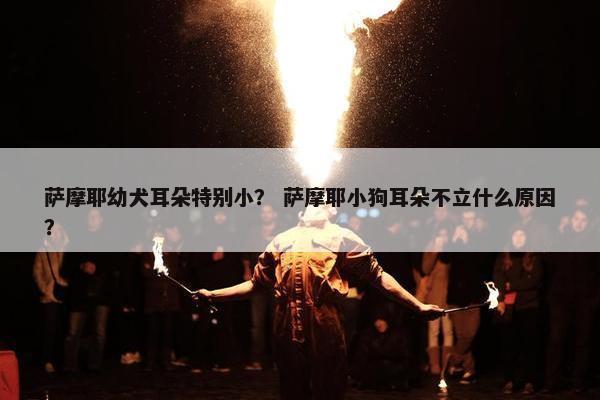 萨摩耶幼犬耳朵特别小？ 萨摩耶小狗耳朵不立什么原因？