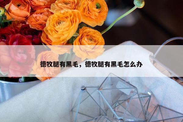 德牧腿有黑毛,德牧腿有黑毛怎么办