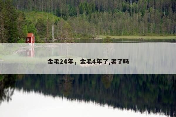 金毛24年，金毛4年了,老了吗
