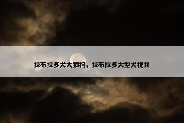 拉布拉多犬大狼狗，拉布拉多大型犬视频