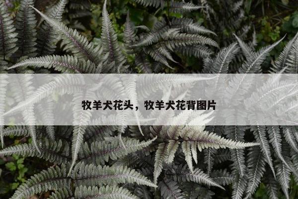 牧羊犬花头，牧羊犬花背图片