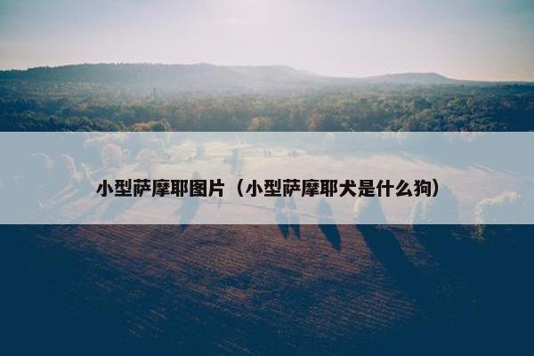 小型萨摩耶图片（小型萨摩耶犬是什么狗）