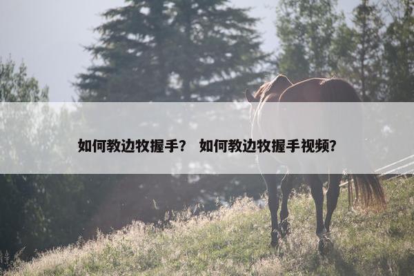 如何教边牧握手？ 如何教边牧握手视频？