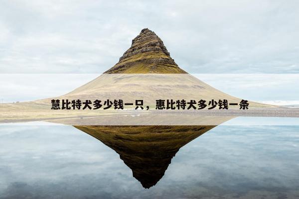 慧比特犬多少钱一只,惠比特犬多少钱一条